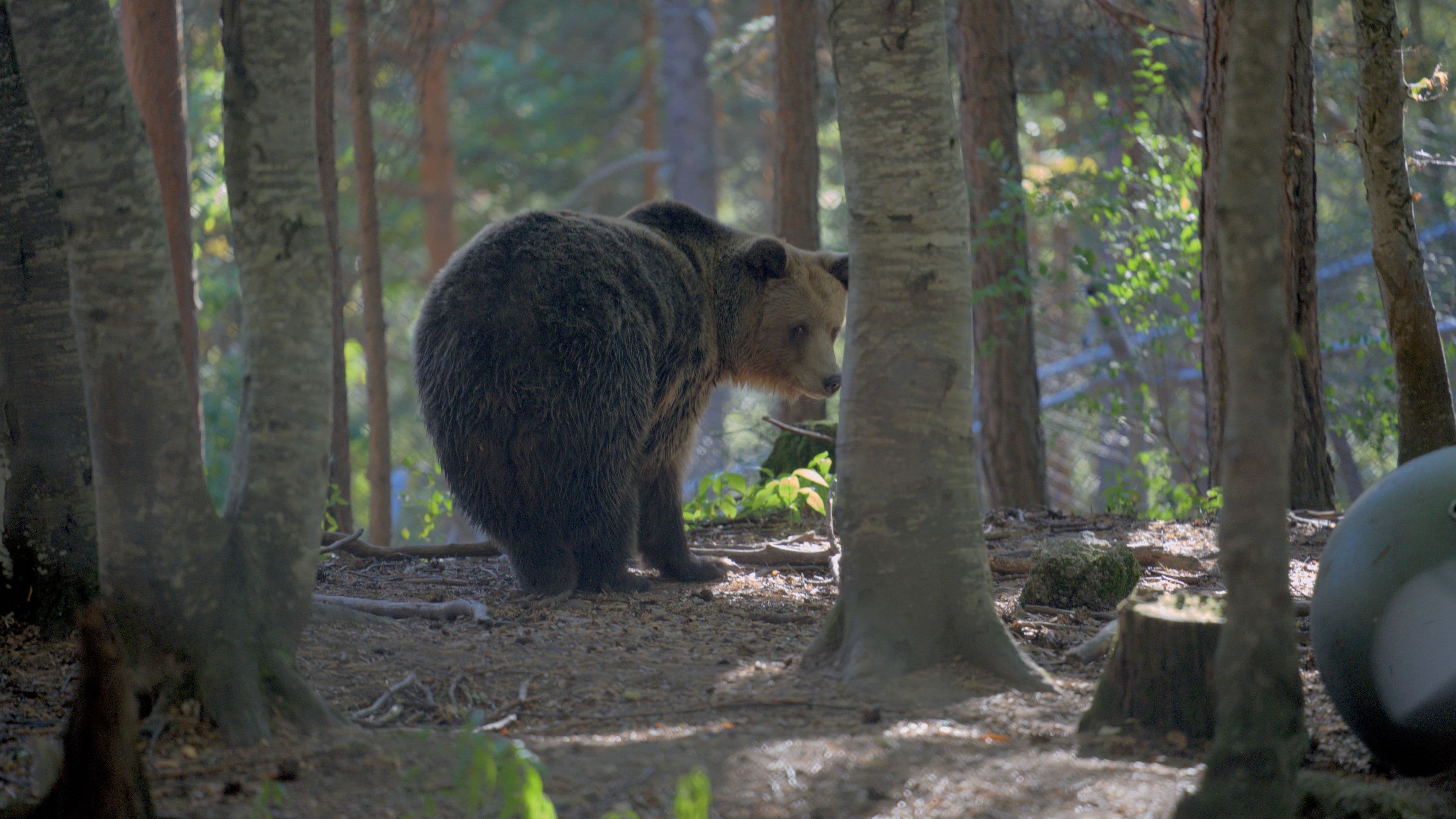 Shy bear look