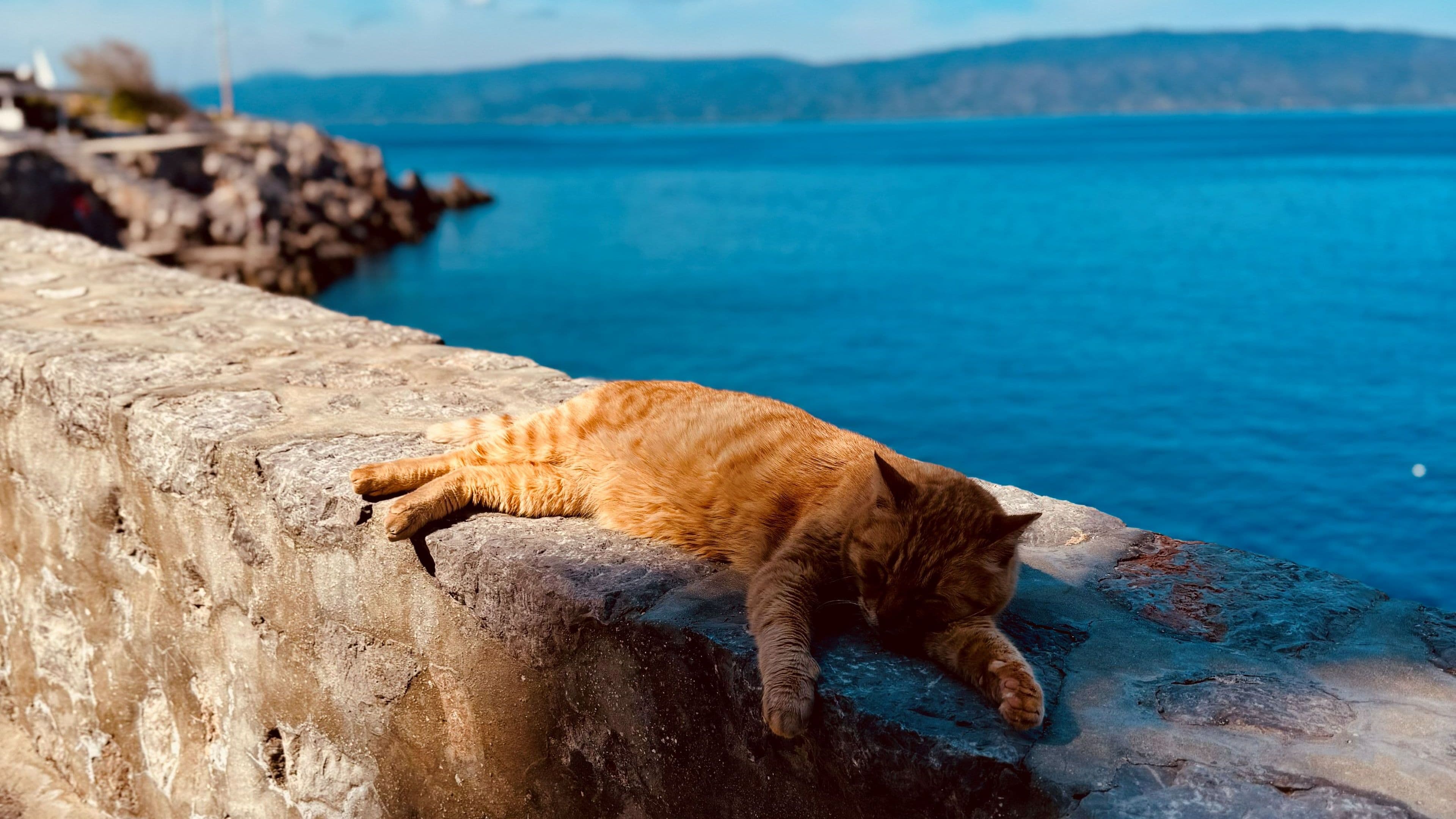 Sleeping cat on Hydra island