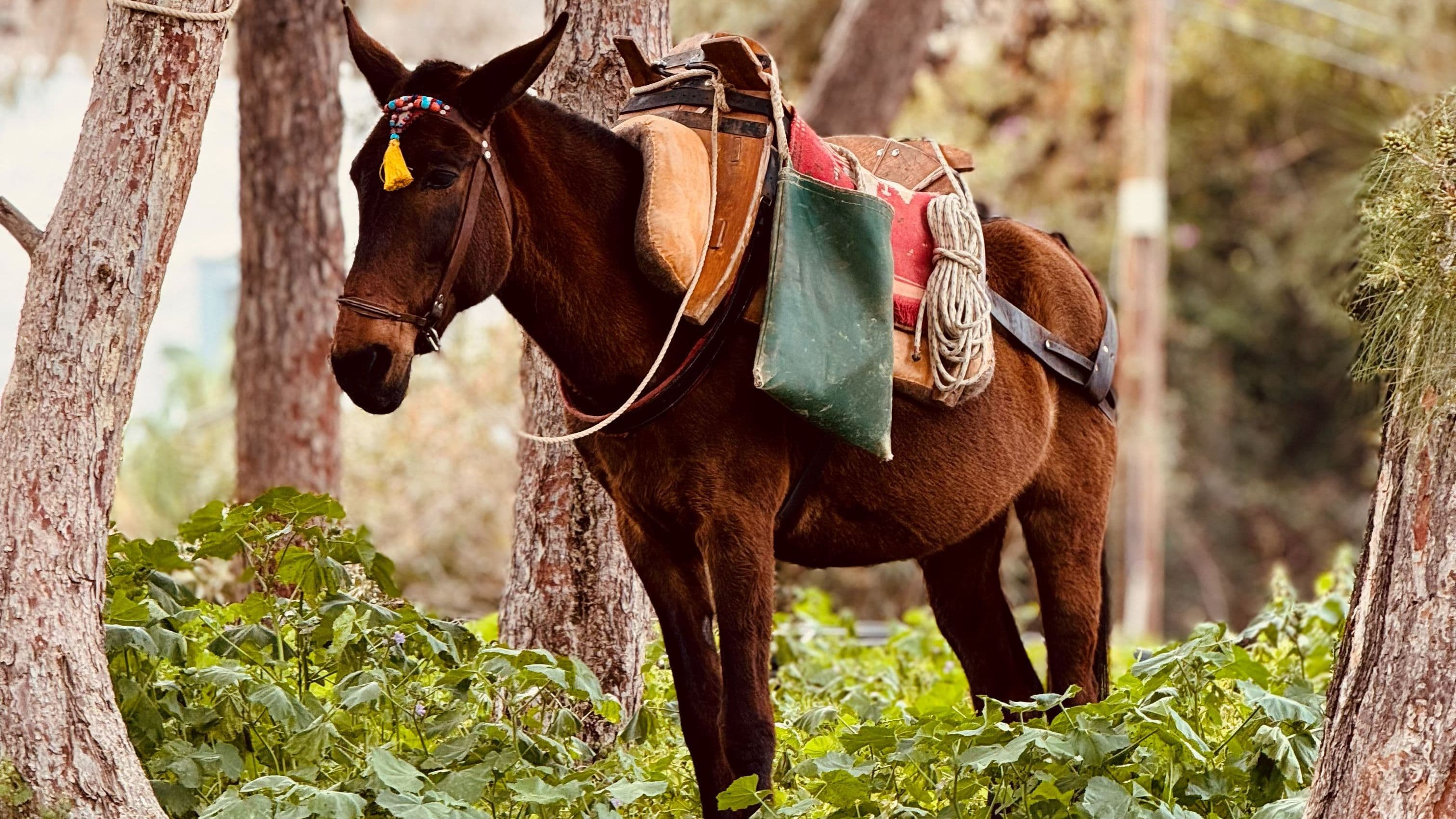 Mule is relaxing on Hydra island landscape