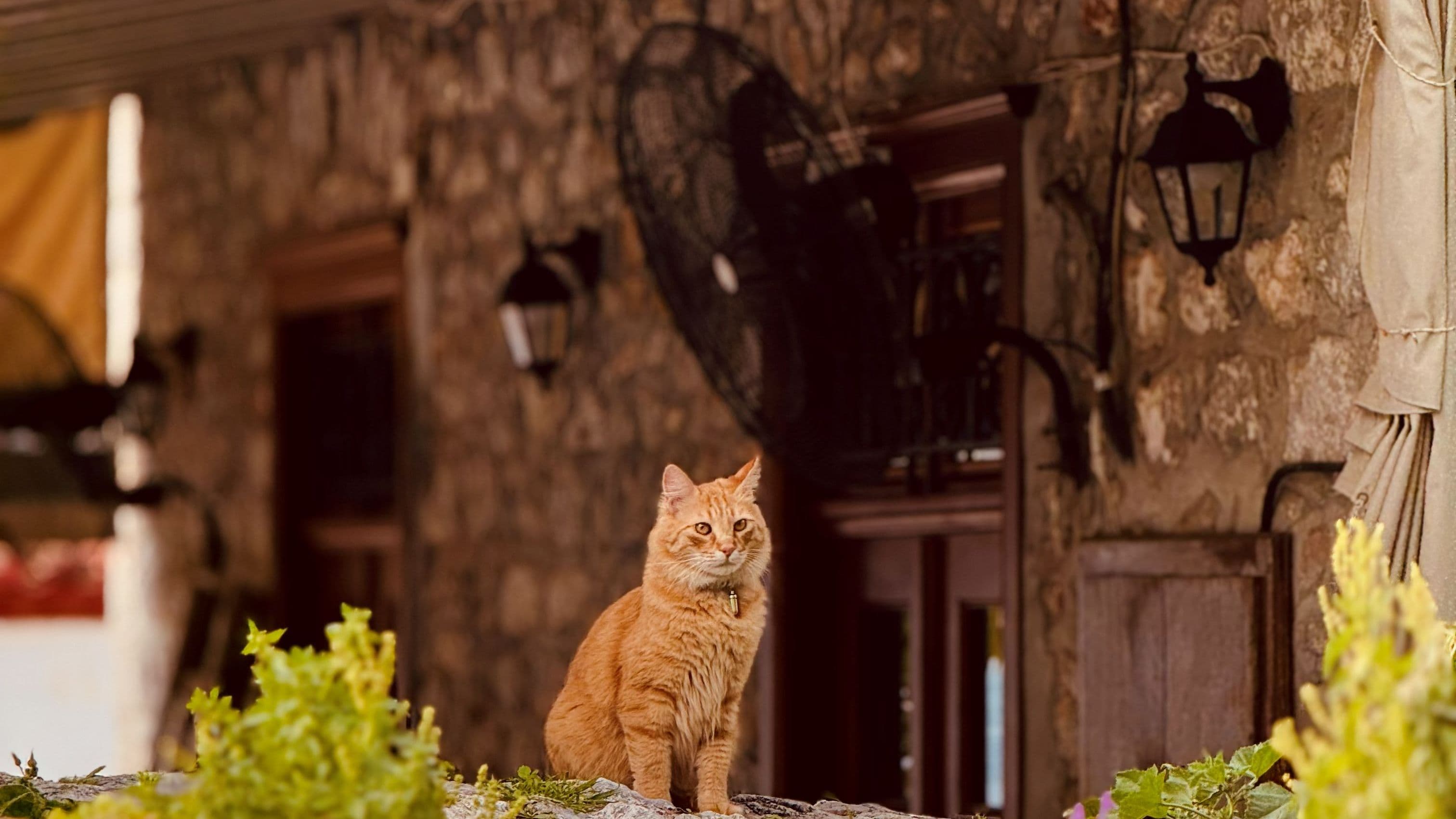 Another cat artillery defender at the restaurant