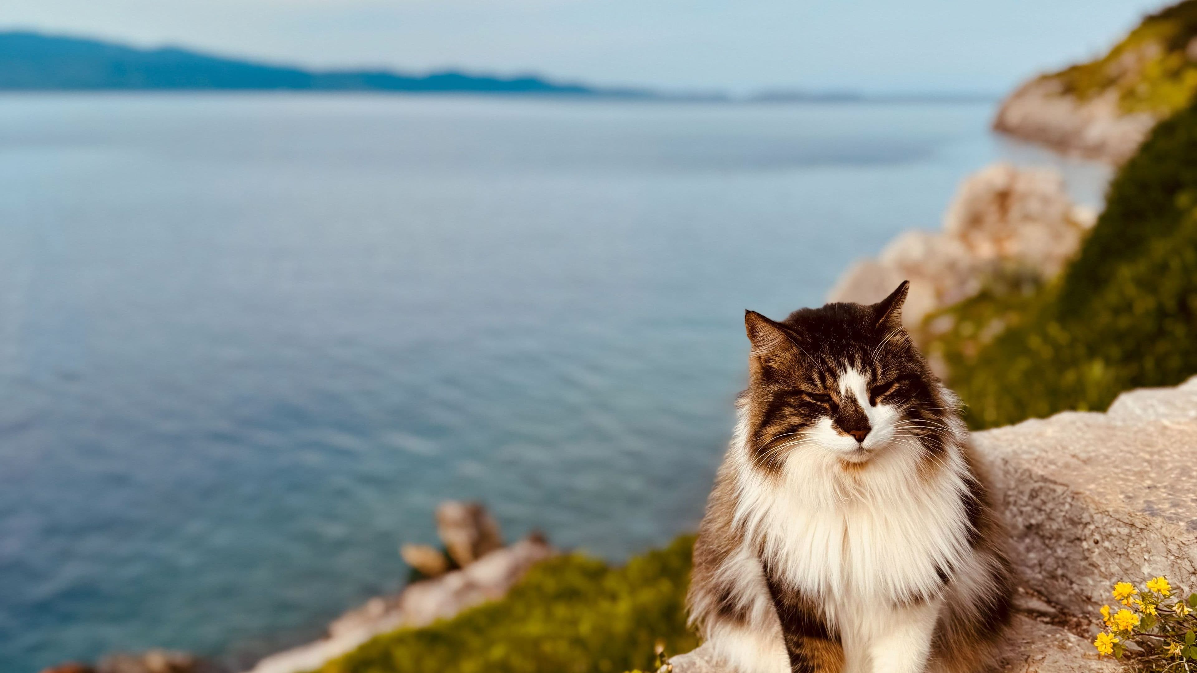 Relaxing cat on Hydra island
