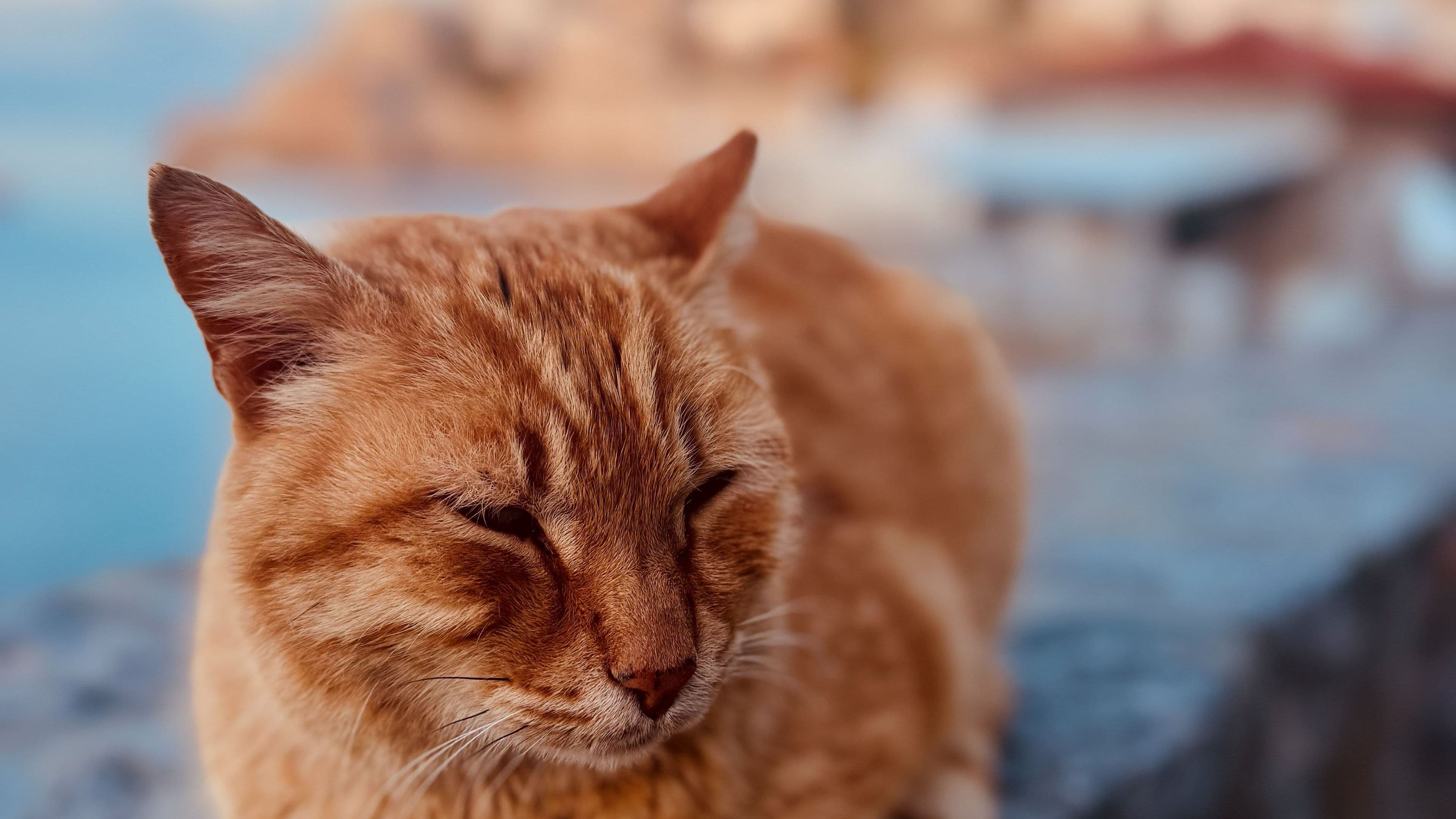 A relaxing cat spotter defending the island