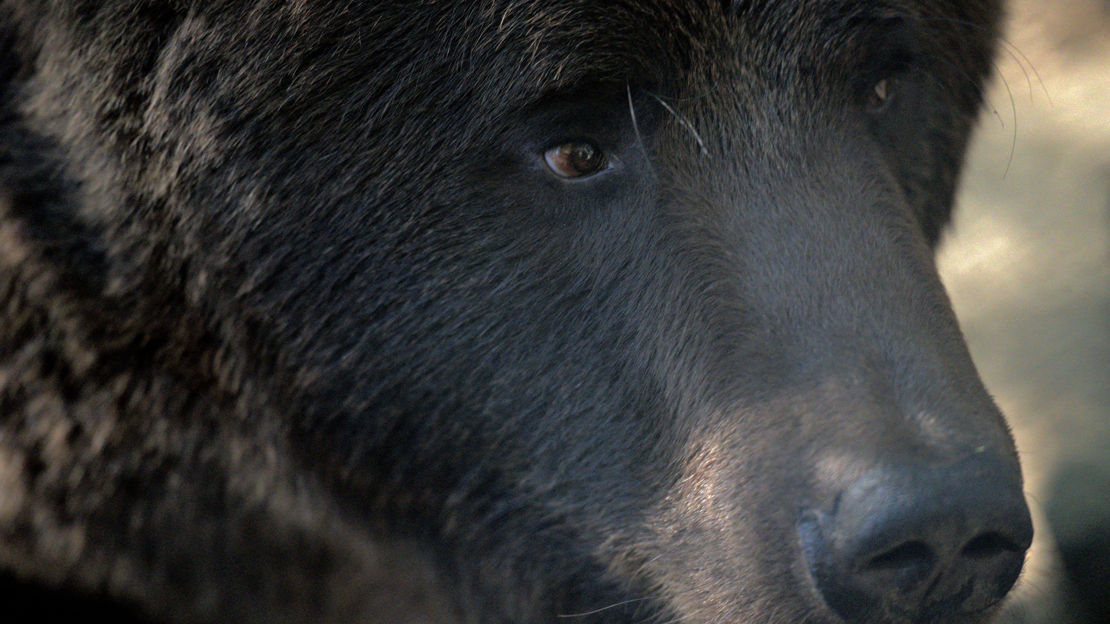Curious bear thinking about sleep