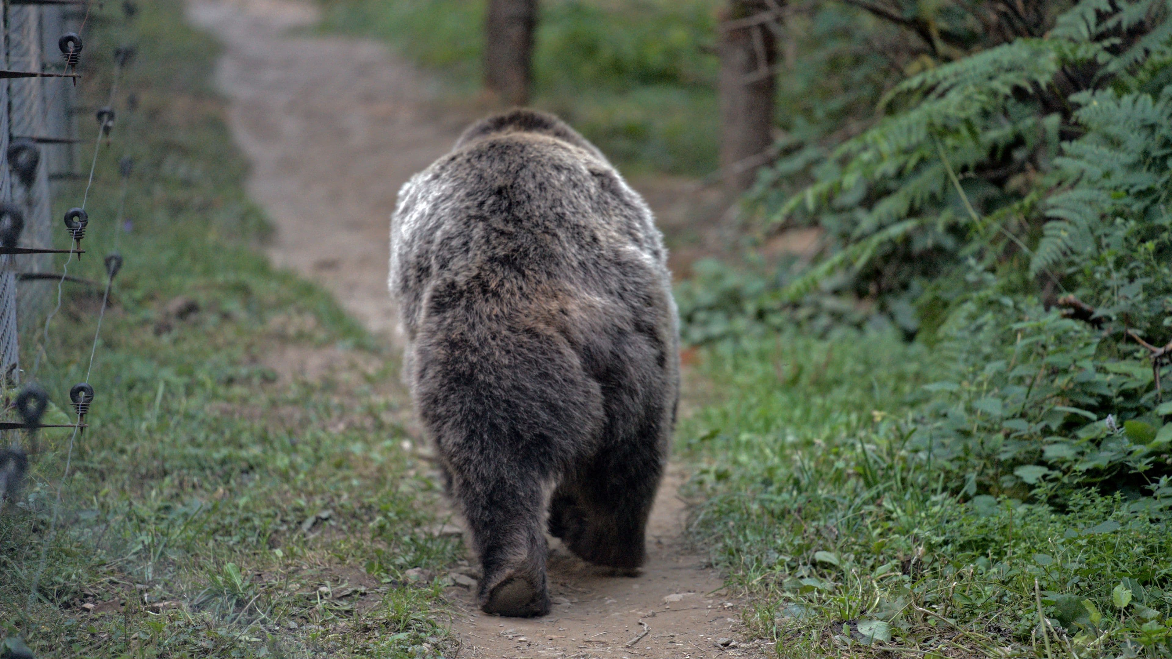 Boyka the bear resumes patrolling