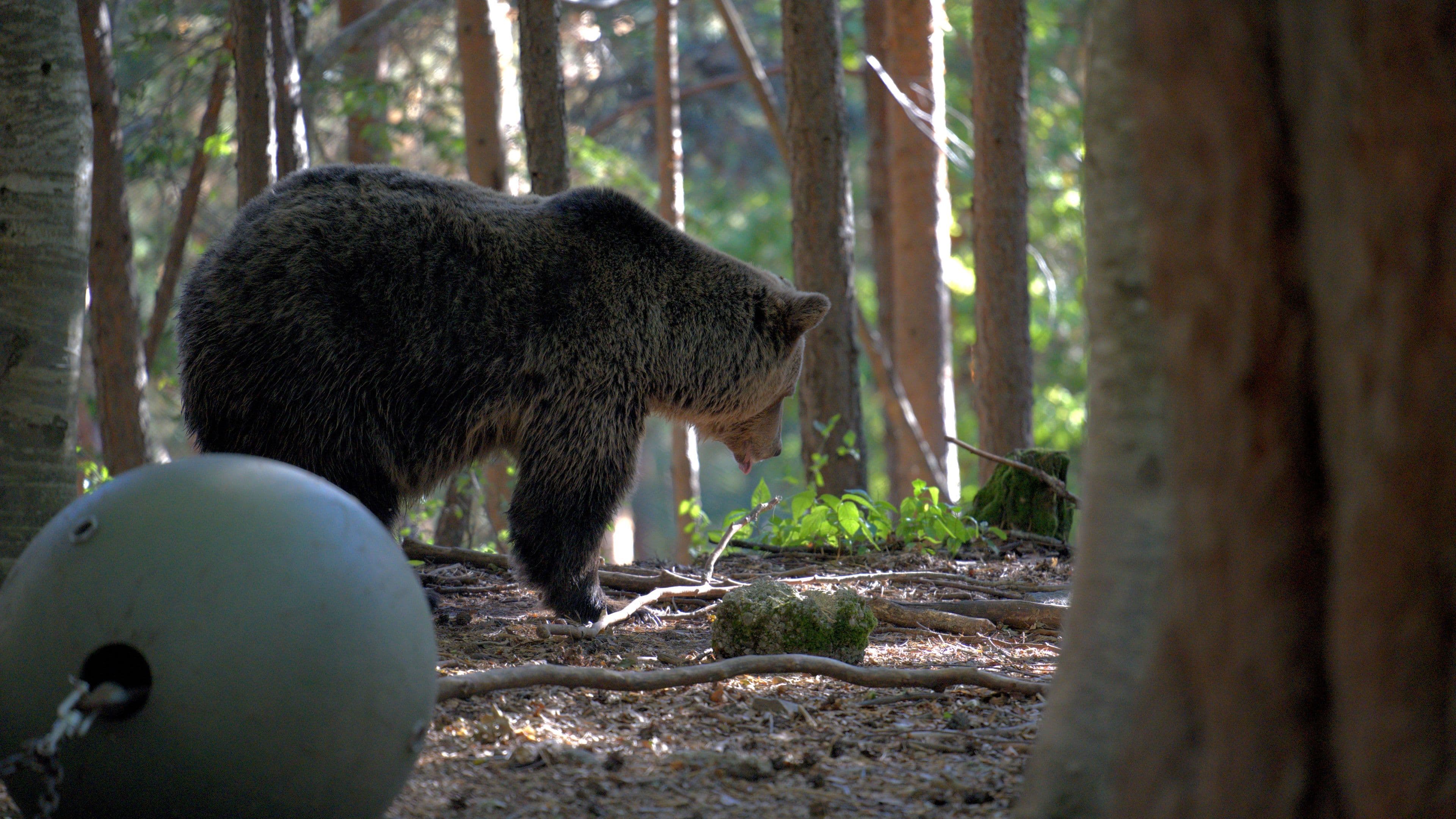 Shy bear looking down