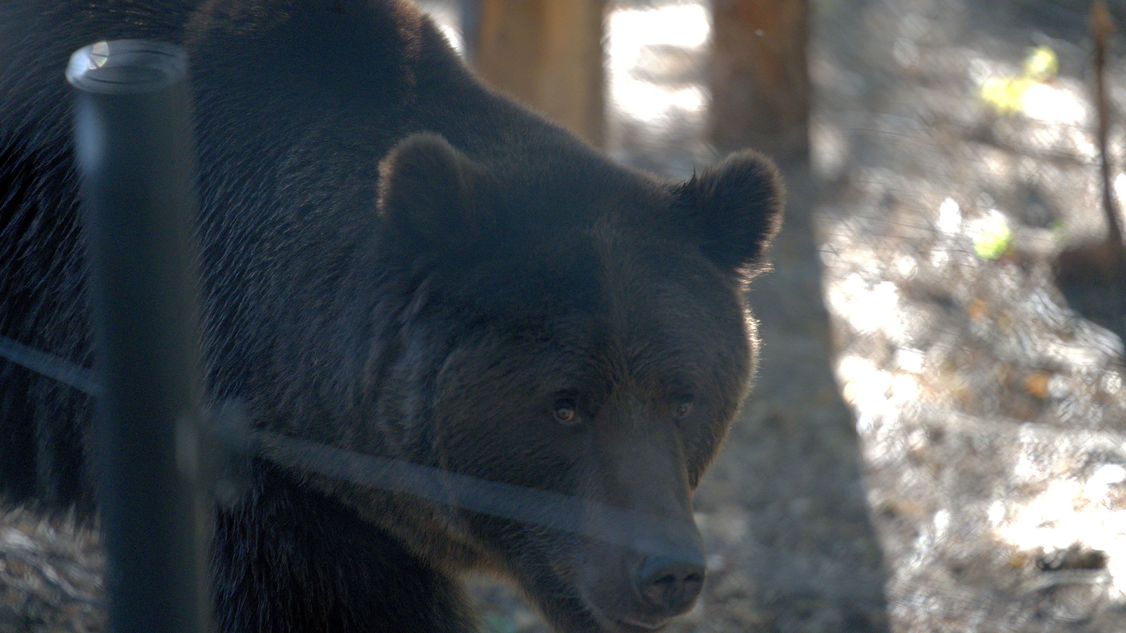 Curious bear checks guests