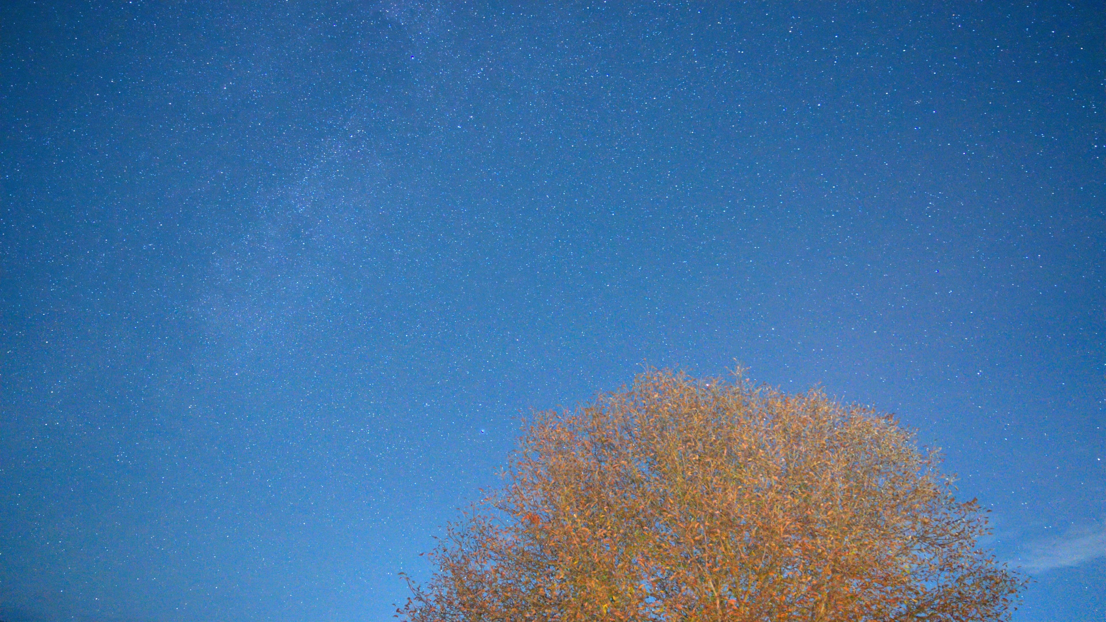 Milky way and the night sky above a walnut tree in October after rain